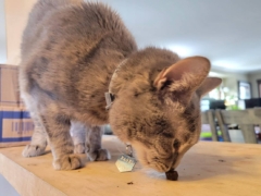 cat eating treats