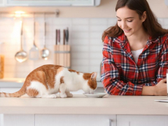 The image portrays a cat and a woman engaging in a mealtime interaction, illustrating the companionship and bond between humans and their feline companions.