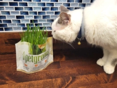 cat grass