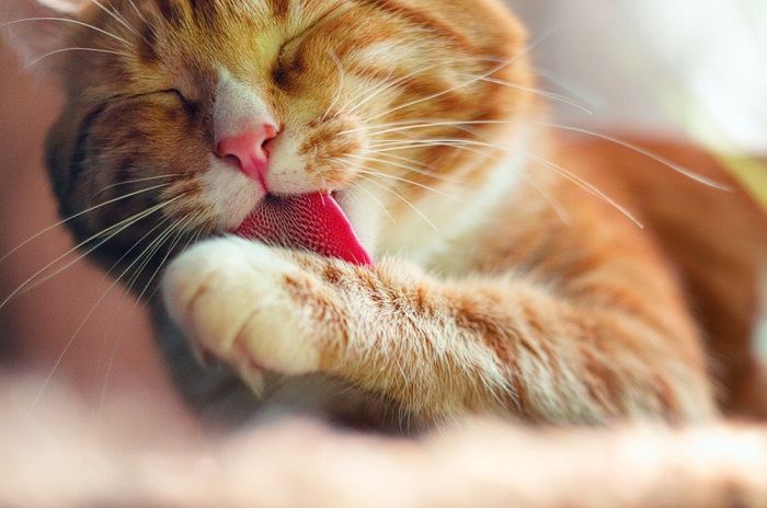 A beautiful orange and white cat meticulously grooming its fur with its tongue, displaying a sense of cleanliness and self-care.