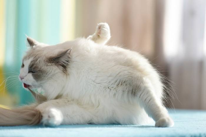 A cat grooming itself, demonstrating feline self-care and hygiene.