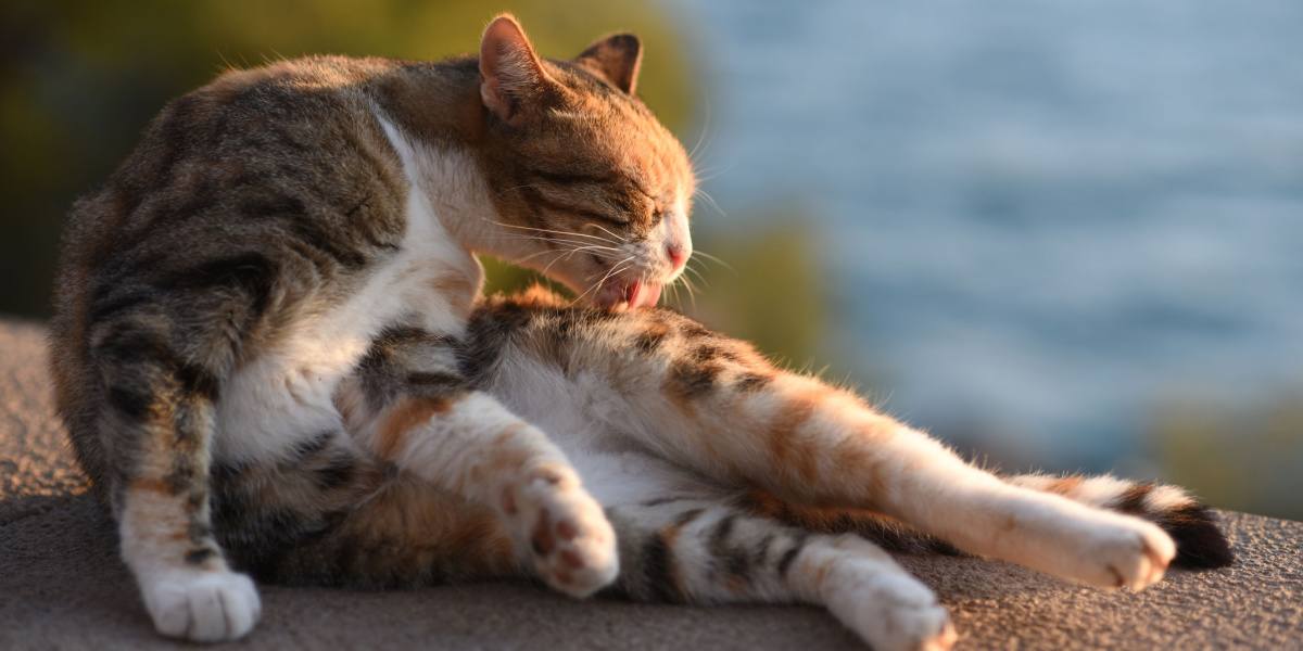 Cat grooming itself
