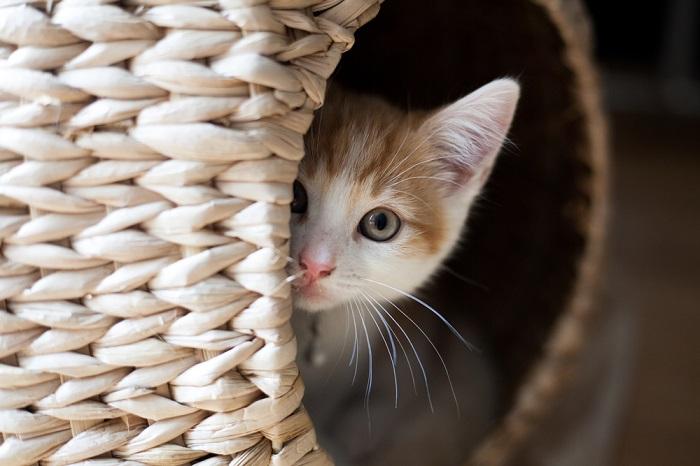 Cat hiding in basket