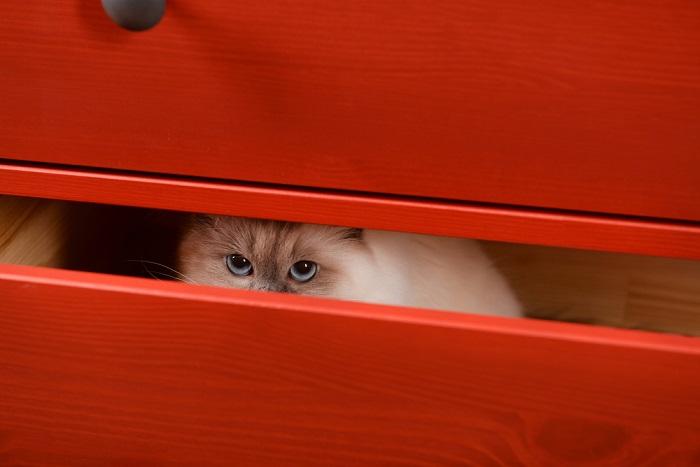 A cat hiding inside a drawer, a common feline behavior when seeking a quiet and secure space.