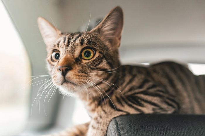 A cat in a car, illustrating the need for secure and stress-free transportation for feline companions during travel.