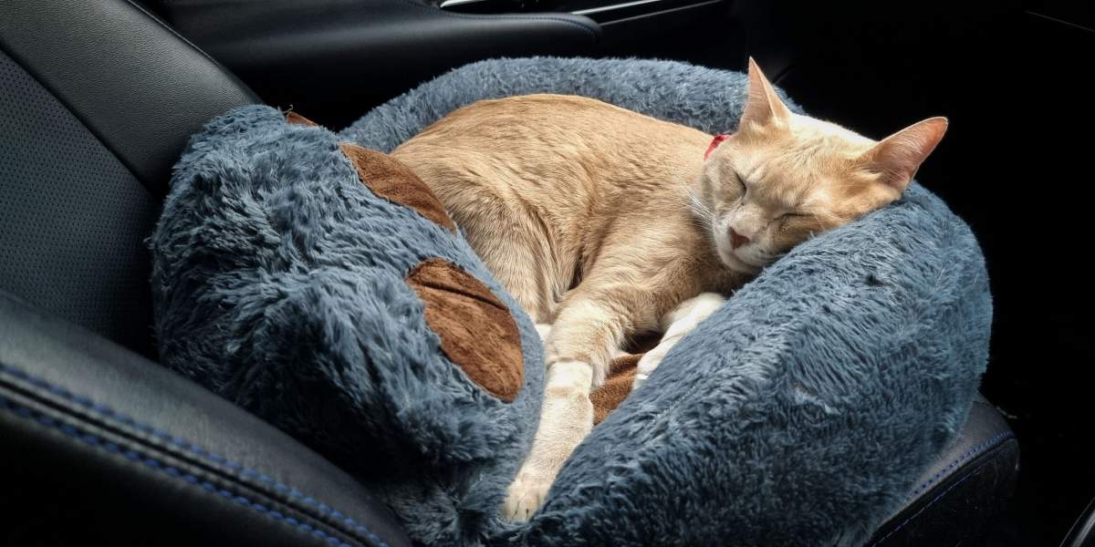 Traveling with cats in hot sale car