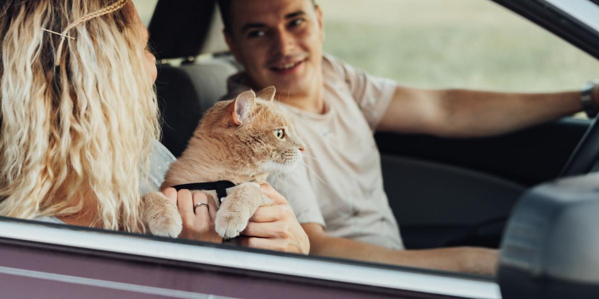 Cat in a car