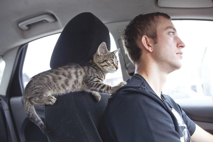¿Deberías poner a dormir a un gato para viajar?