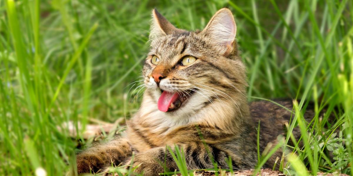 Toxicosis por permetrina en gatos: causas, signos y tratamiento