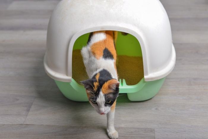 Cat using the litter box frequently.
