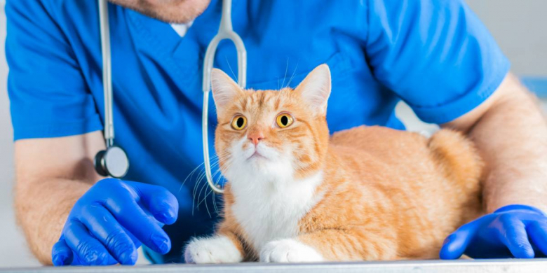 Image showcasing 10 Ways To Tell if Your Cat Is in Pain - Cats.com