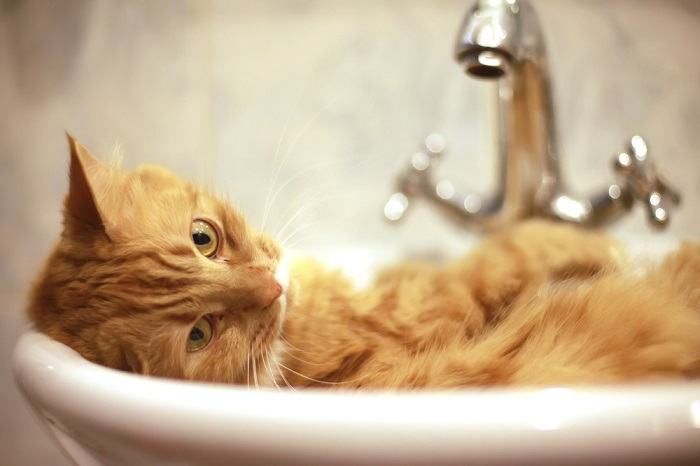 An image featuring a cat sitting comfortably in a sink, curiously observing its surroundings. 