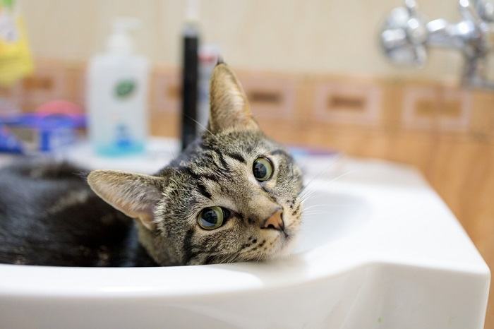 An endearing image of a cat cozily settled within a sink, gazing outward with an expression of curiosity and contentment. The scene exemplifies a cat's innate knack for finding snug and unexpected spots for comfort and observation.
