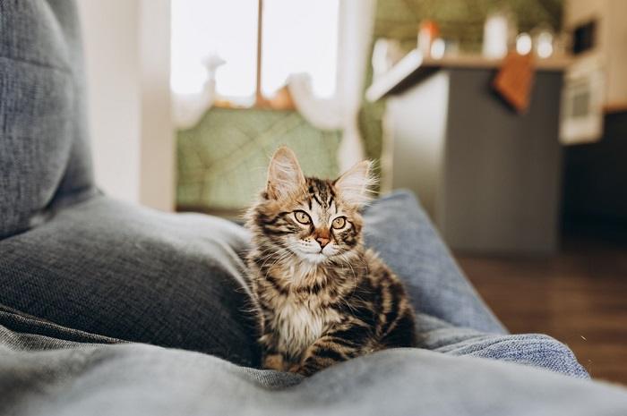 Is it safe for cats to eat chicken clearance bones