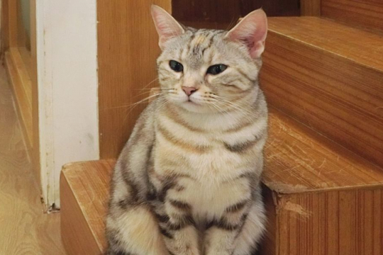 Why Doesn't My Cat Meow: Is Something Wrong?