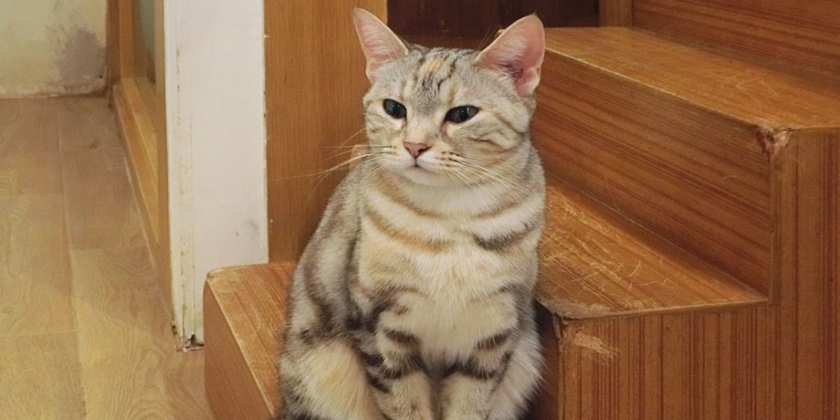 Gato Sentado Por Las Escaleras;  imagen destacada de por qué mi gato no maúlla