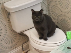cat in the toilet