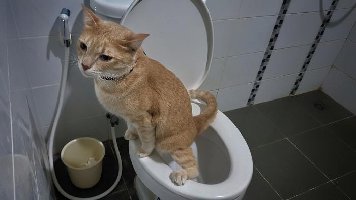Toilet trained cat