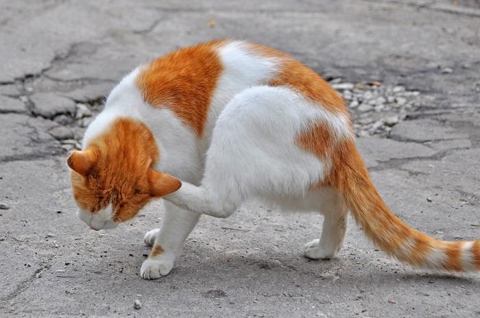 An image capturing a cat with an itchy ear, possibly scratching or tilting its head in response to discomfort, highlighting the common issue of ear irritation in felines.