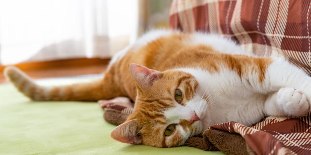 Cat kneading with paws on a soft surface