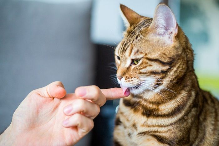 Image of a cat licking a person's hands, showcasing a gesture of trust, affection, and grooming behavior.