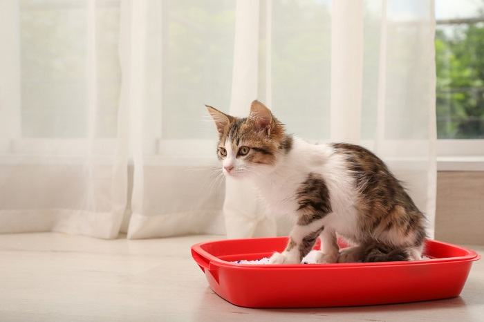 Cat peeing in a litter box