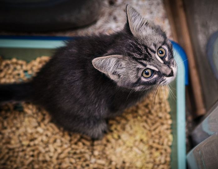 Cat peeing in litter box
