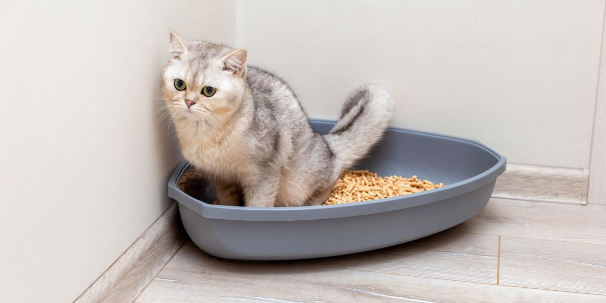 Cat straining to poop or pee in a litter box.