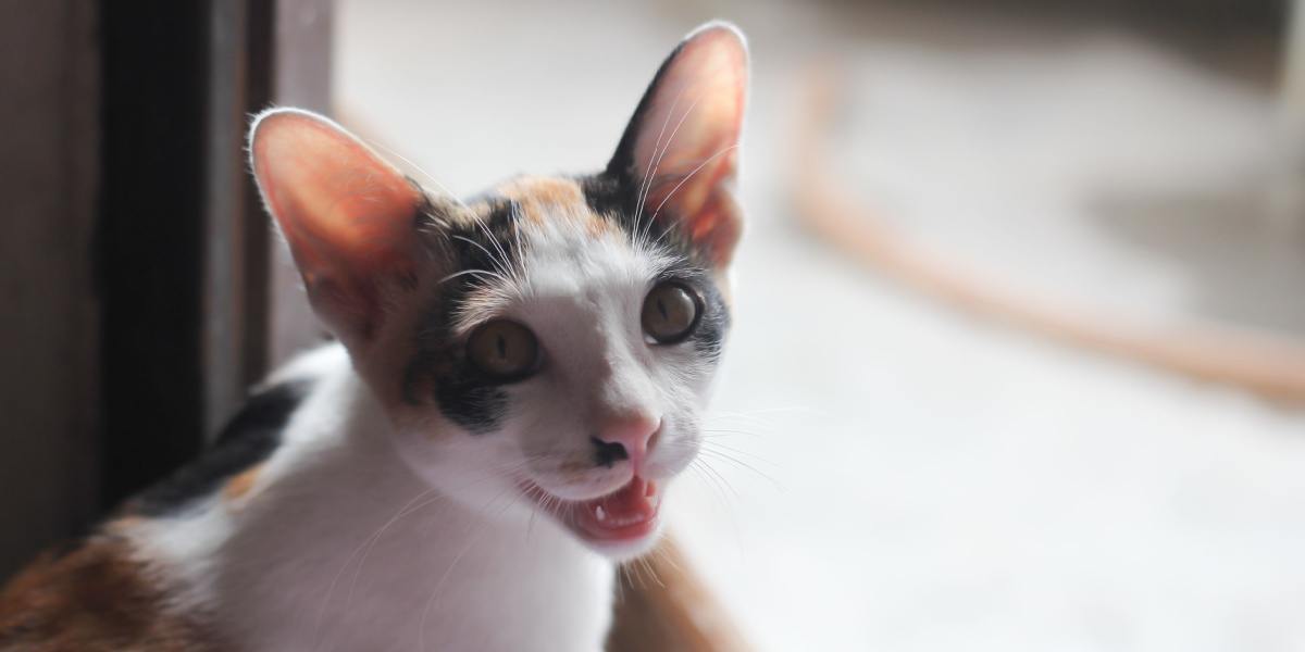 Why do cats meow? 5 reasons you can't ignore