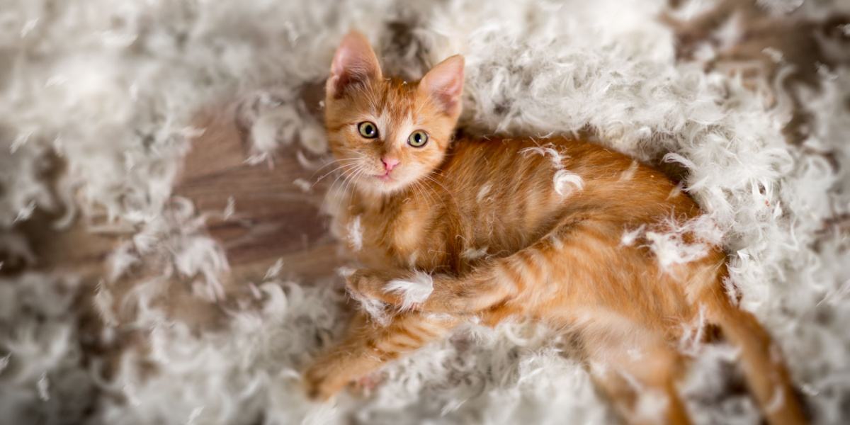 kitten in feathers