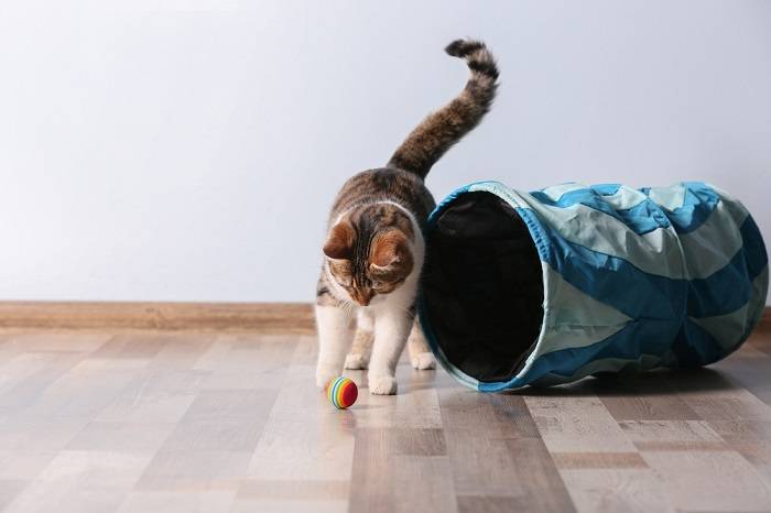 An image capturing a playful cat in motion, possibly engaged in chasing or pouncing on a toy, exemplifying the energetic and entertaining nature of feline play.
