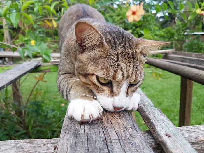 Cat scratching an object