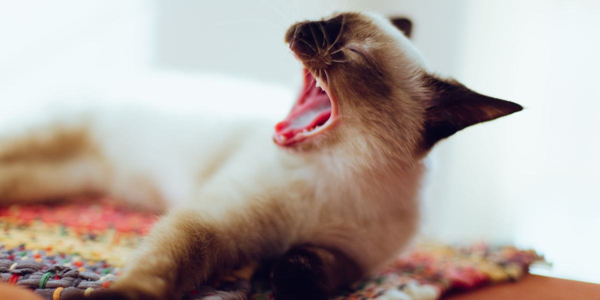 Screaming Cat