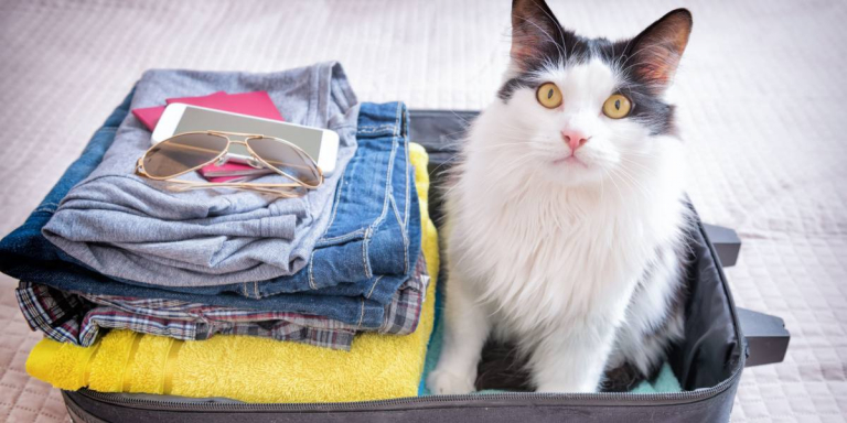 7 Tips on How to Travel Better with Your Cat - Cats.com