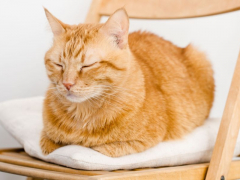 Image of a cat peacefully sleeping in a chair, embodying relaxation and tranquility in a cozy spot.