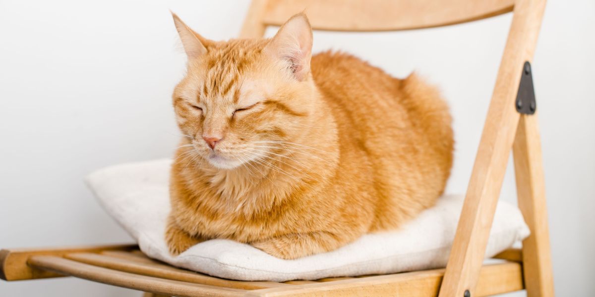 Image of a cat peacefully sleeping in a chair, embodying relaxation and tranquility in a cozy spot.