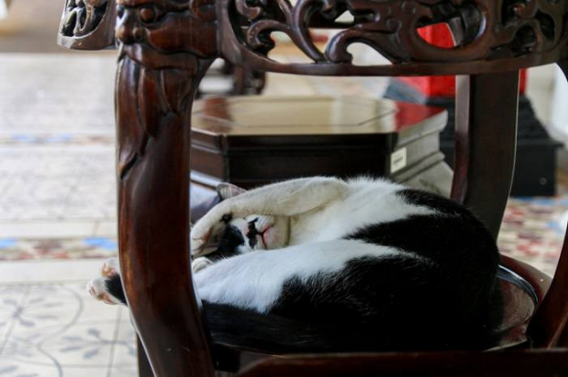 10 Ways To Tell if Your Cat Is in Pain - Cats.com