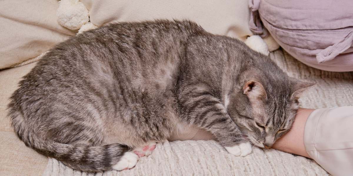 Why Does My Cat Sleep Between My Legs? - 6 Interesting Facts