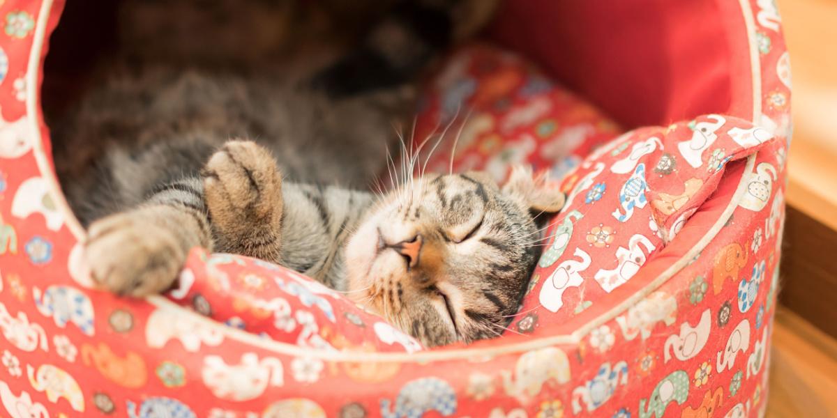 A cat peacefully sleeping in its cozy cat bed.