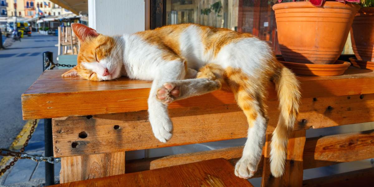 cat sleeps on a bench