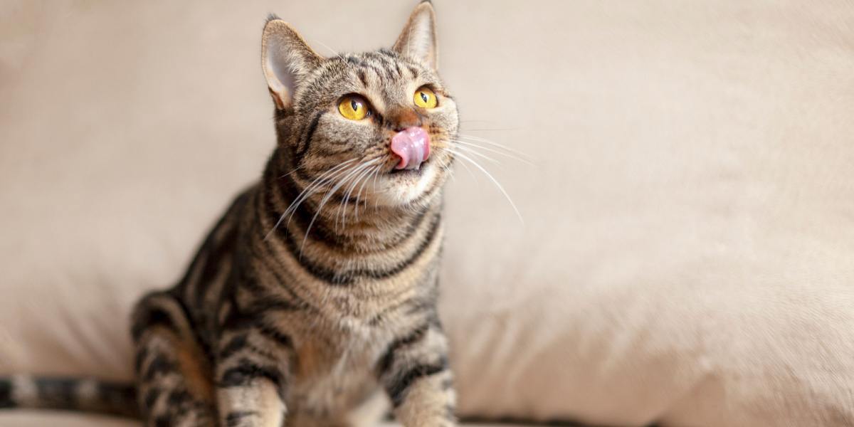 Image of a cat sticking out its tongue playfully, capturing a lighthearted and endearing moment.