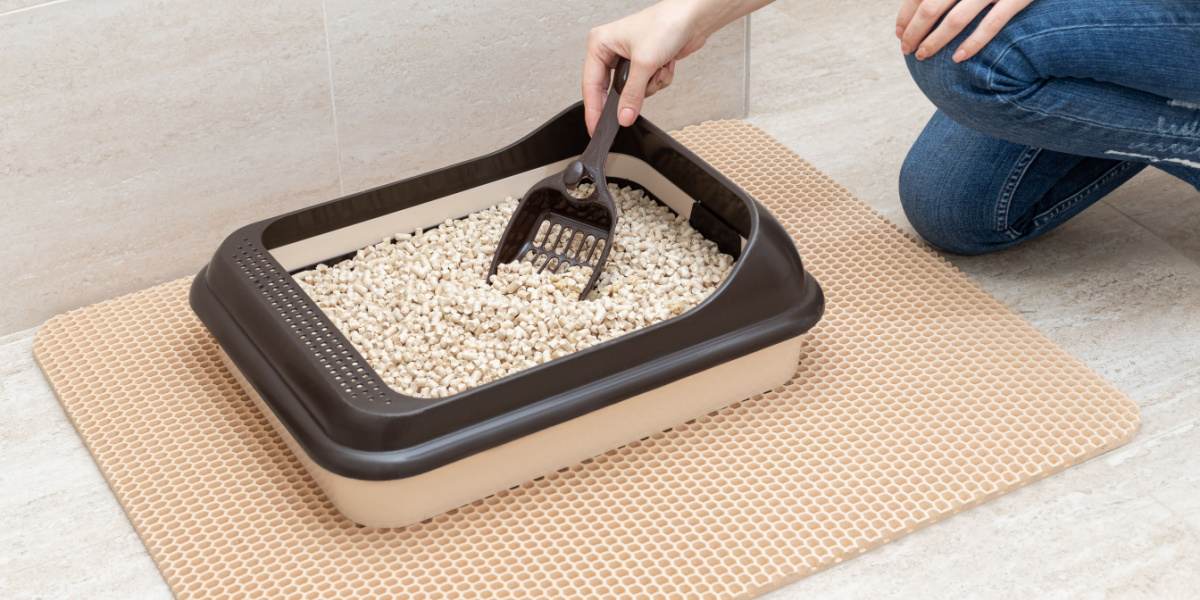 How often to on sale change kitty litter