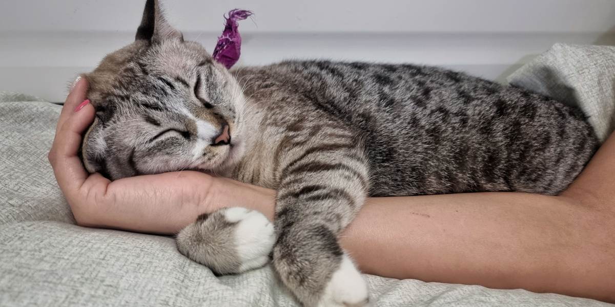 Cute little tabby cat face sleeping on owner's hand