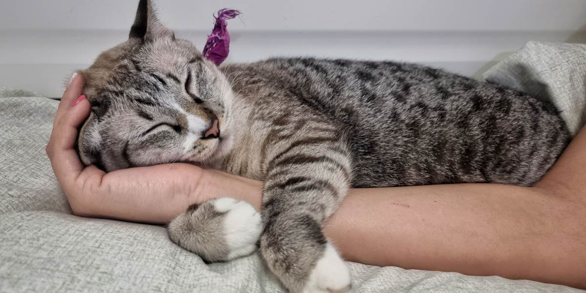 Currently making cat paw chair socks, and I'm dying over how cute