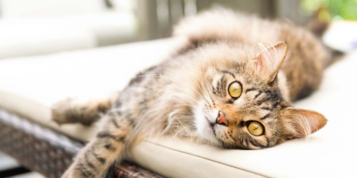 Thriller Møde Derfra Should I Euthanize My Cat With Diabetes? - Cats.com