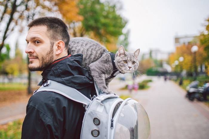 Image of a gray cat with a person.