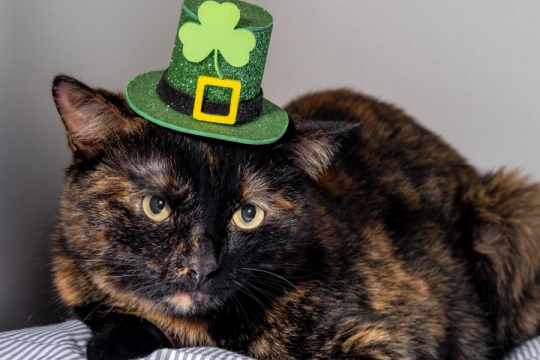 150 Awesome Irish Cat Names for Your Lovable Kitty