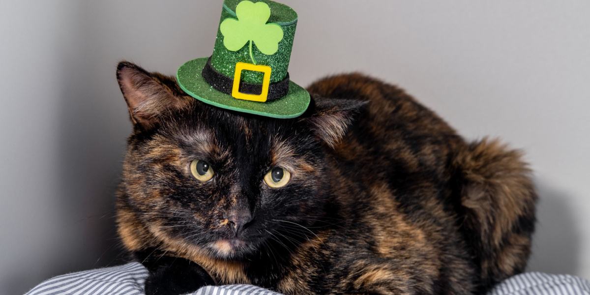 150 Superior Irish Cat Names for Your Lovable Kitty