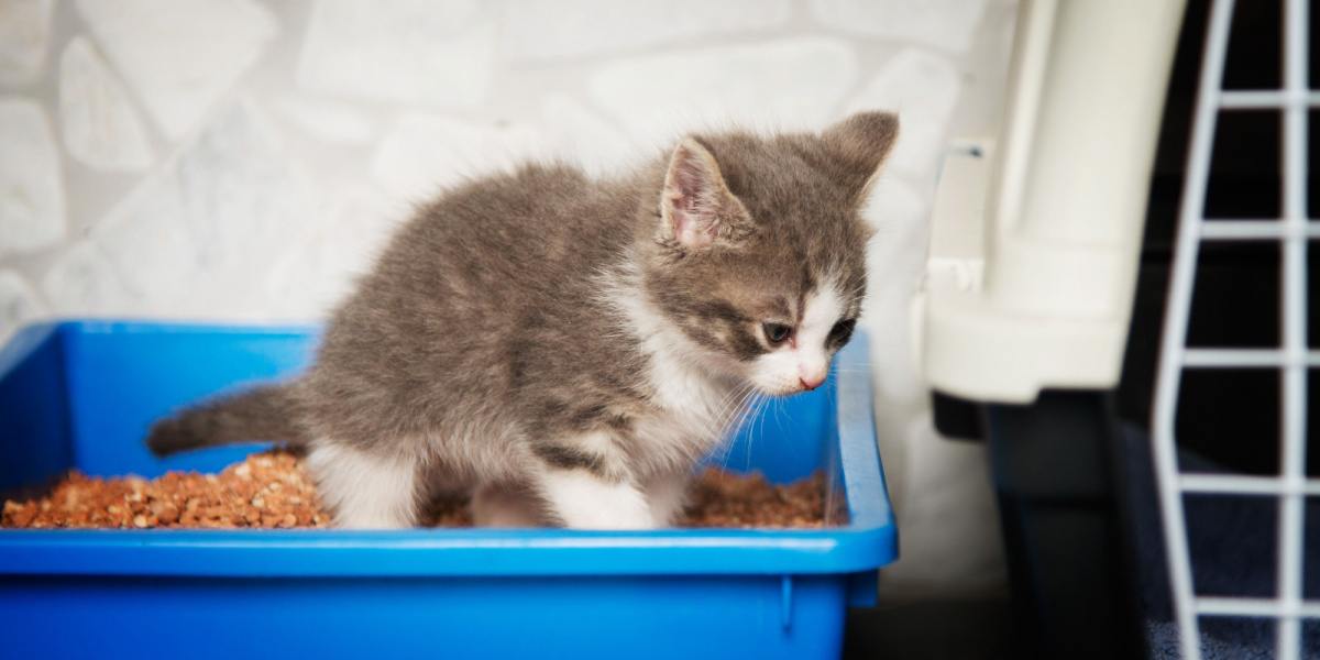 A young and adorable kitten pictured inside a clean litter box, showcasing its instinctual behavior of using the litter box for elimination. The image captures the kitten's innocent curiosity and introduction to proper feline hygiene habits.