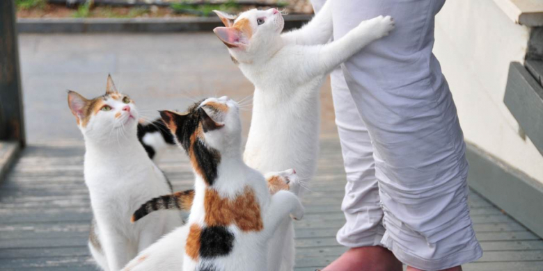 What Is A Group Of Cats Called Cats What Is A Group Of Cats Called Cats